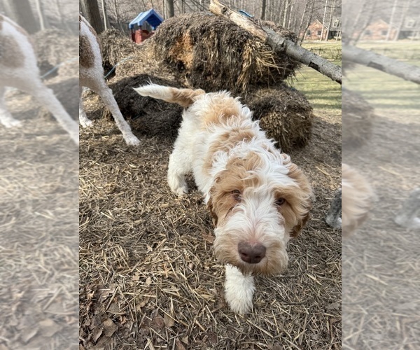 Medium Photo #87 Aussie-Poo-Goldendoodle Mix Puppy For Sale in COMMERCE, MI, USA