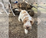 Small Photo #87 Aussie-Poo-Goldendoodle Mix Puppy For Sale in COMMERCE, MI, USA
