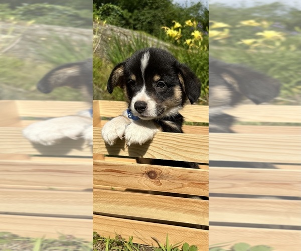Medium Photo #76 Pembroke Welsh Corgi Puppy For Sale in PERKINSVILLE, VT, USA