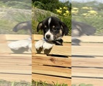 Small Photo #76 Pembroke Welsh Corgi Puppy For Sale in PERKINSVILLE, VT, USA