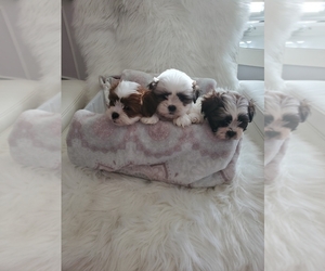 Shih Tzu Puppy for sale in WOOD DALE, IL, USA
