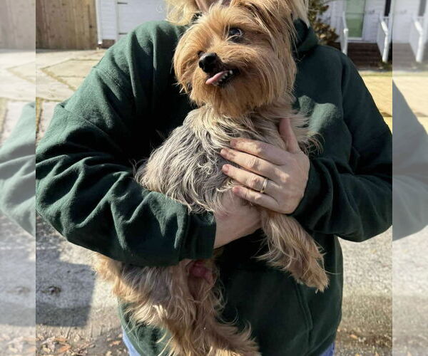 Medium Photo #2 Mutt Puppy For Sale in Spring Lake, NC, USA