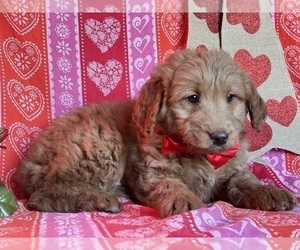 Goldendoodle (Miniature) Puppy for sale in LANCASTER, PA, USA