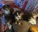 Small Photo #16 Australian Shepherd Puppy For Sale in EXETER, MO, USA