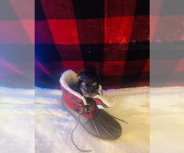 Medium Photo #8 Yorkshire Terrier Puppy For Sale in CROSSVILLE, TN, USA