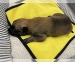 Small Photo #275 Belgian Malinois Puppy For Sale in REESEVILLE, WI, USA