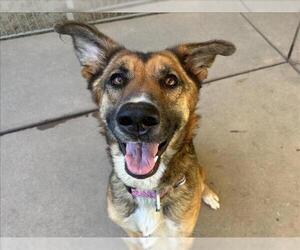German Shepherd Dog-Unknown Mix Dogs for adoption in Martinez, CA, USA
