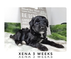 Sheepadoodle Puppy for sale in CEDAR GAP, MO, USA