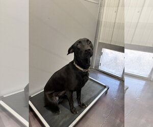 Labrador Retriever Dogs for adoption in Corning, AR, USA