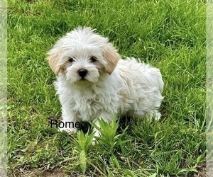 YorkiePoo Puppy for sale in CASSVILLE, MO, USA