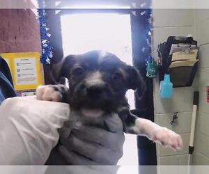 Parson Russell Terrier-Unknown Mix Dogs for adoption in Tulsa, OK, USA