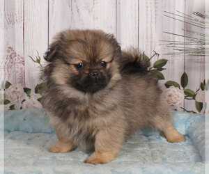 Shiranian Puppy for sale in PENNS CREEK, PA, USA