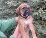 Puppy Puppy 4 Belgian Malinois-English Springer Spaniel Mix