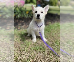 German Shepherd Dog Puppy for Sale in ALACHUA, Florida USA