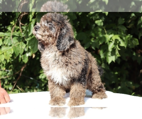 Medium Photo #3 Bernedoodle (Miniature) (+ Poodle Miniature) Puppy For Sale in DYERSBURG, TN, USA