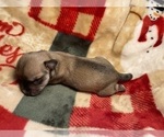 Small Photo #14 Schnauzer (Miniature) Puppy For Sale in PENSACOLA, FL, USA