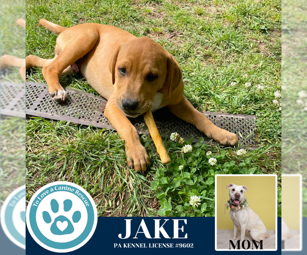 Medium Photo #3 American Pit Bull Terrier-Labrador Retriever Mix Puppy For Sale in Kimberton, PA, USA