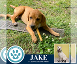 Small #2 American Pit Bull Terrier-Labrador Retriever Mix