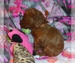 Small #10 Poodle (Standard)