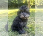 Small #7 Poodle (Miniature)