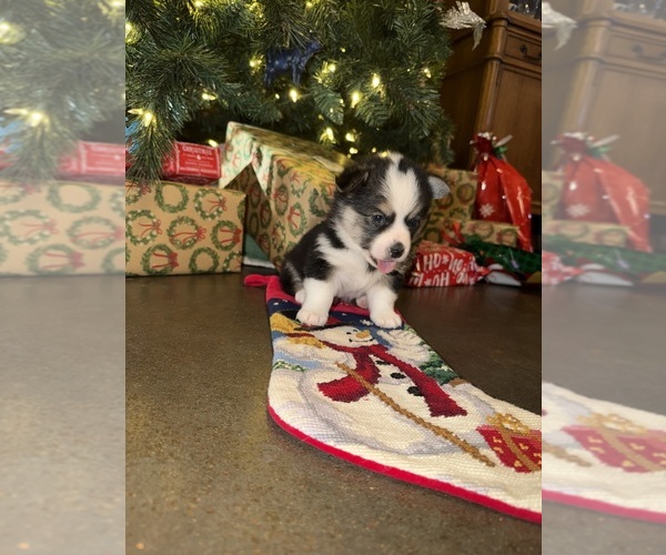 Medium Photo #1 Pembroke Welsh Corgi Puppy For Sale in MERIDIAN, TX, USA