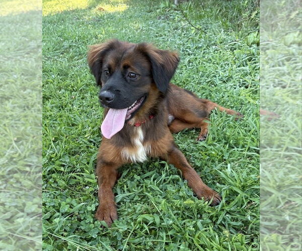 Medium Photo #5 Retriever -Unknown Mix Puppy For Sale in Spring Lake, NJ, USA