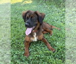 Small #4 Retriever  Mix