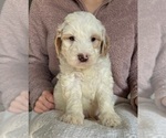 Small #2 Goldendoodle (Miniature)