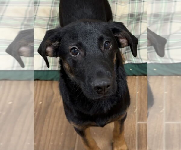 Medium Photo #3 Black and Tan Coonhound-Unknown Mix Puppy For Sale in Green Forest, AR, USA