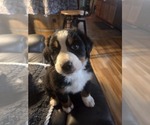 Small #8 Bernese Mountain Dog