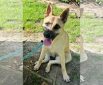 Small #3 German Shepherd Dog Mix