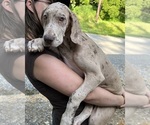 Puppy AKC Sandy Great Dane