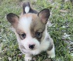 Small #7 Pembroke Welsh Corgi