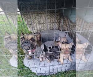 French Bulldog Puppy for sale in LOS ANGELES, CA, USA