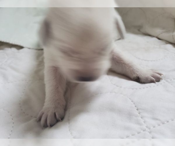 Medium Photo #11 Labrador Retriever Puppy For Sale in NEW LENOX, IL, USA