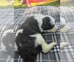 Small Photo #7 Border Collie Puppy For Sale in LEBANON, MO, USA