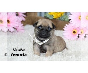 Pug Puppy for Sale in CLARE, Michigan USA