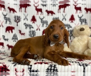 Irish Setter Puppy for sale in LANCASTER, PA, USA