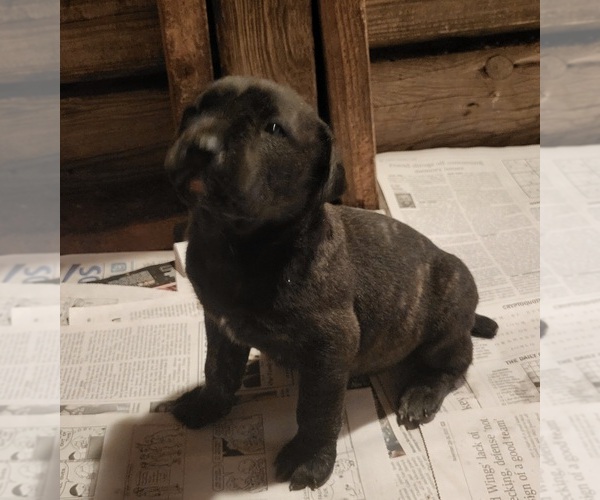 Medium Photo #6 Cane Corso Puppy For Sale in NUNICA, MI, USA