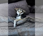 Small #6 German Shepherd Dog-Greyhound Mix