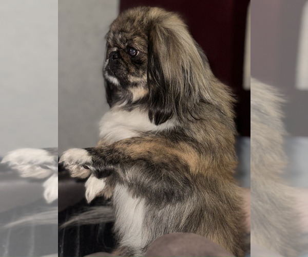 Medium Photo #1 Pekingese Puppy For Sale in RICHLANDS, NC, USA