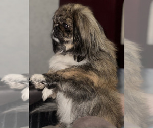 Father of the Pekingese puppies born on 09/02/2026