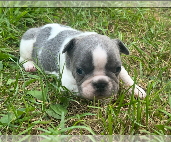 Medium Photo #11 French Bulldog Puppy For Sale in MILLVILLE, MN, USA