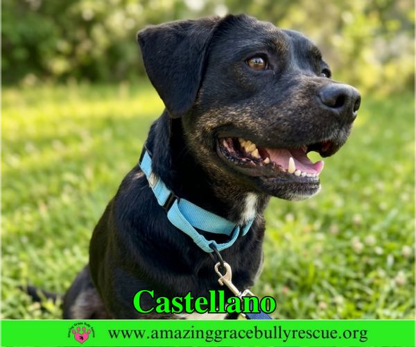 Medium Photo #2 Rottweiler-American Pit Bull Terrier Puppy For Sale in Milton, FL, USA