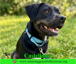 Small #1 Rottweiler-American Pit Bull Terrier