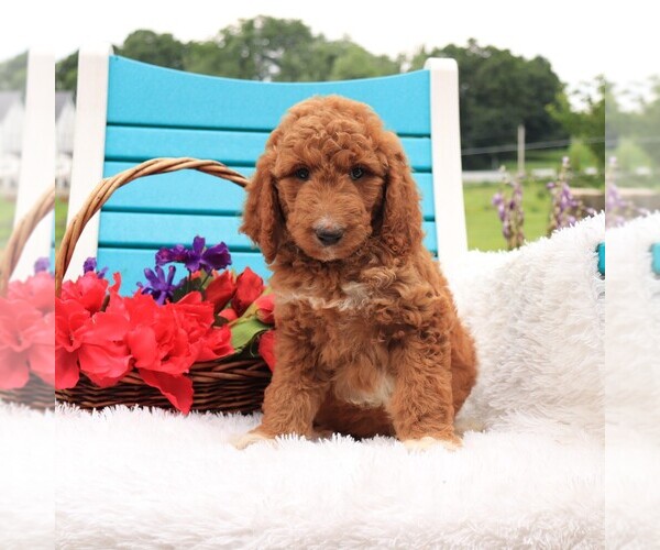 Medium Photo #3 Goldendoodle Puppy For Sale in GAP, PA, USA