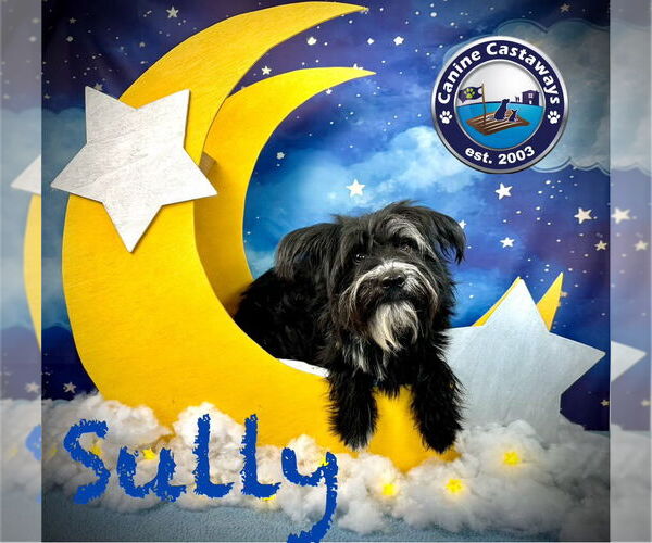 Medium Photo #4 Mutt Puppy For Sale in Arcadia, FL, USA