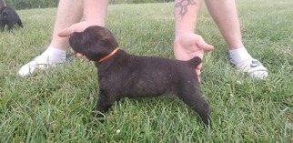 Cane Corso Puppy for sale in HARRODSBURG, KY, USA