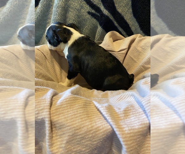 Medium Photo #5 Boston Terrier Puppy For Sale in ROWDY, KY, USA