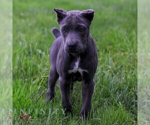 Cane Corso Puppy for sale in EAST EARL, PA, USA